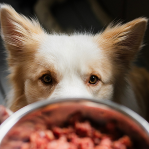 Hond met vers vlees